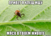 привет я клещ ищу мясо в твоём животе