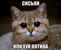 сиськи или хуй котика