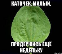 каточек, милый, продержись ещё недельку