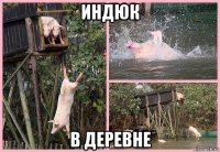 индюк в деревне