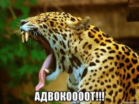  адвокоооот!!!