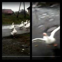 Авпкуп