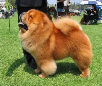 Chow-chow Dog
