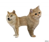 Фцвфцв