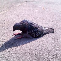 Голубь приуныл