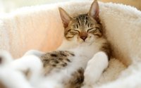 Создать мем Каеф