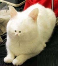 Создать мем Коська