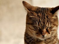 Кот-меланхолик