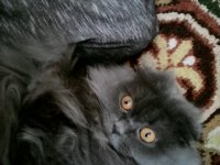 Кот задумался