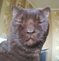 Кот