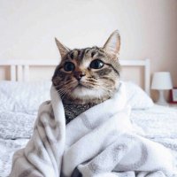 Котейка