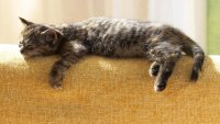 КотейКо представляет