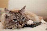 Котейко