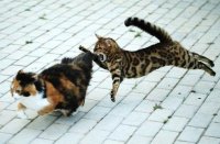 Коты