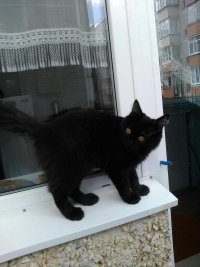 Котян
