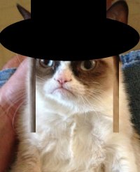 Сионский кот