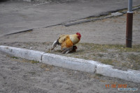 Впвр