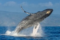 Whale