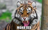 котя моня лев