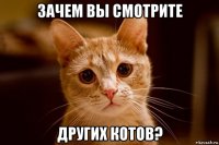 зачем вы смотрите других котов?