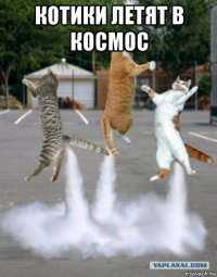 котики летят в космос 