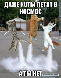 даже коты летят в космос а ты нет