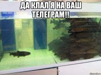 да клал я на ваш телеграм!! 