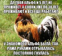 да твоя альфа и 5 лет не проживет, а совки уже по 30 лет проживают и все еще работают у знакомого альфа была, так рама руками отрывалась, постоянно гнулась