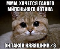 ммм, хочется такого миленького котика он такой няяяшний <3