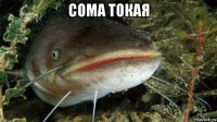 сома токая 