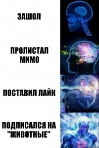 зашол пролистал мимо Поставил лайк Подписался на "Животные"