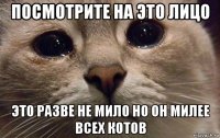 посмотрите на это лицо это разве не мило но он милее всех котов