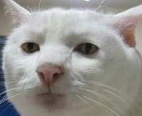 Кот