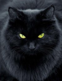 Кот