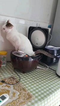 Кот