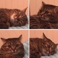 Кот