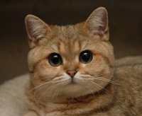 Кот