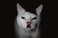 Котэ Гитлер