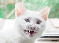 Котэ негодуэ
