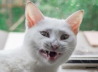 Котэ пздц