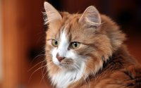 Котик
