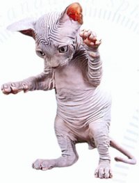 Котик
