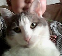 Котик