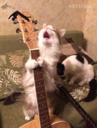Котлеты сосиски