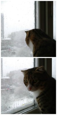 Красноярский Кот
