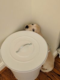 Собака в собачьем приюте