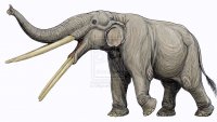 Stegotetrabelodonus anusnus