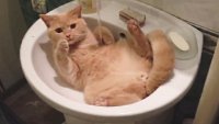 Стучатся не учили