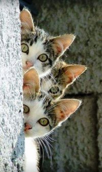 Три кота