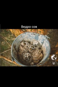 Ведро сов